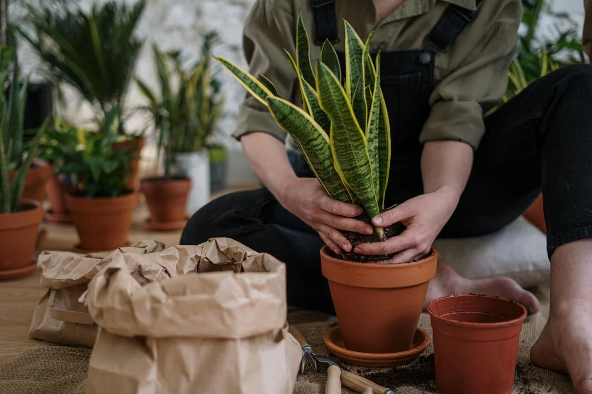 Manos preparando compost junto a plantas