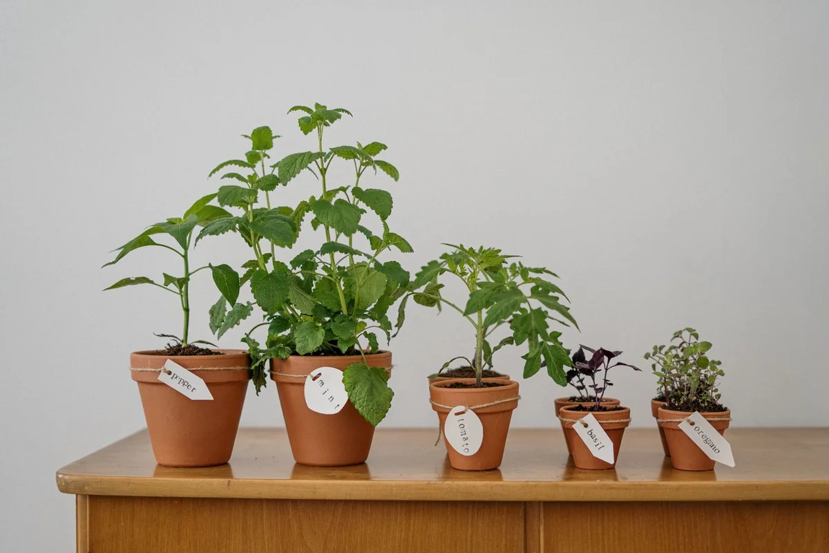 Maceteros de hierbas aromáticas en cultivo urbano